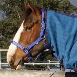 Padded Webbing Halter & Cotton Lead Set